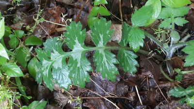 Hydrophyllum macrophyllum, photographed by Lindsey G.