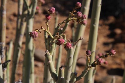 Euphorbia dregeana, photographed by Tony Rebelo