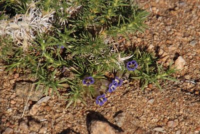 Aptosimum spinescens, photographed by Tony Rebelo