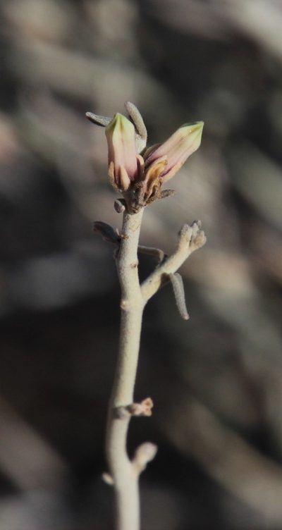 Microloma incanum, photographed by Tony Rebelo