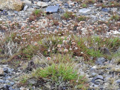 Armeria curvifolia, photographed by María Regina Silva