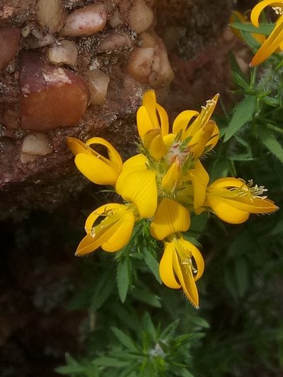 Genista ulicina, photographed by Karim Haddad