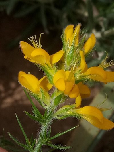 Genista ulicina, photographed by Karim Haddad
