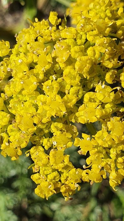 Thapsia thapsioides, photographed by Mehdi Chetibi