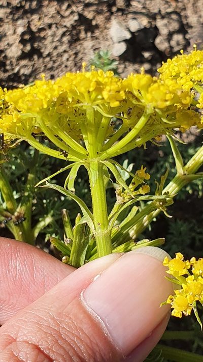 Thapsia thapsioides, photographed by Mehdi Chetibi