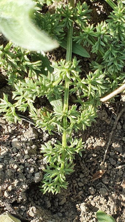Thapsia thapsioides, photographed by Mehdi Chetibi