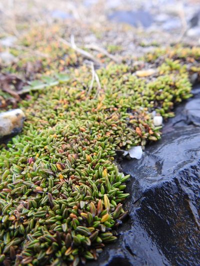 Azorella filamentosa, photographed by María Regina Silva