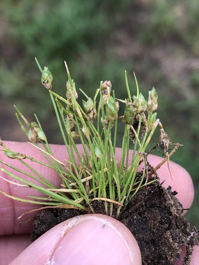 Isolepis carinata, photographed by Sam Kieschnick