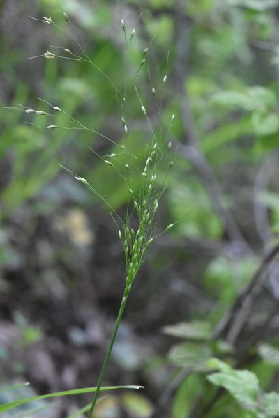 Achnatherum virescens, photographed by Марина Садыкова