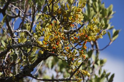 Viscum pauciflorum, photographed by Tony Rebelo