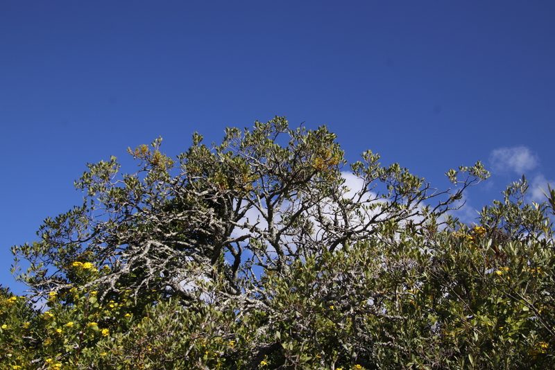 Viscum pauciflorum, photographed by Tony Rebelo