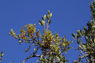 Viscum pauciflorum, photographed by Tony Rebelo