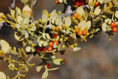 Viscum pauciflorum, photographed by Tony Rebelo