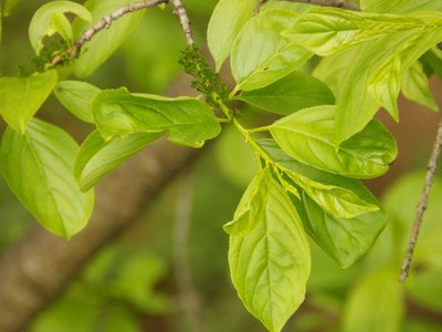 Rhamnus davurica, photographed by Andrew Conboy
