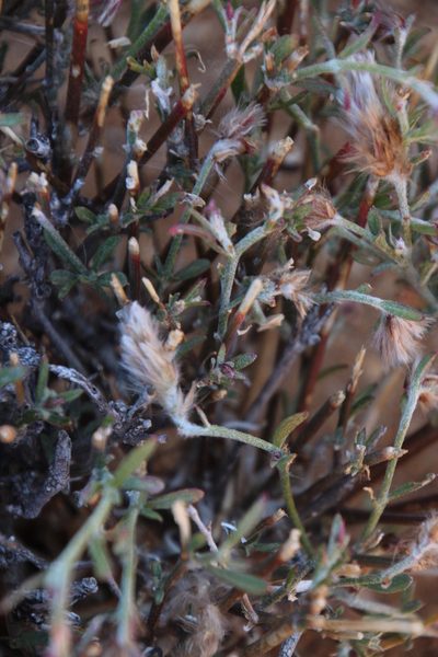 Calicorema capitata, photographed by Tony Rebelo