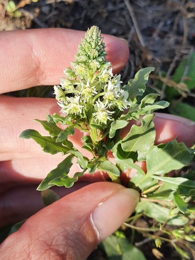 Reseda duriaeana, photographed by Mehdi Chetibi