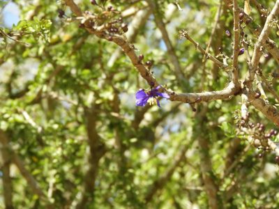 Guaiacum coulteri, photographed by Francisco Farriols Sarabia