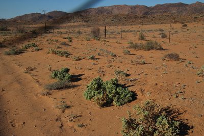Zygophyllum augea, photographed by Tony Rebelo