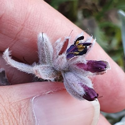 Solenanthus tubiflorus, photographed by Mehdi Chetibi