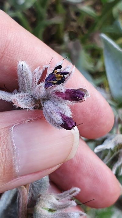 Solenanthus tubiflorus, photographed by Mehdi Chetibi