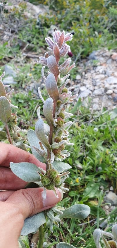 Solenanthus tubiflorus, photographed by Mehdi Chetibi