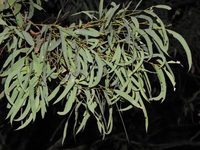 Eucalyptus crebra, photographed by Greg Tasney