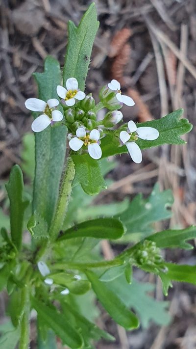 Iberis odorata, photographed by Mehdi Chetibi