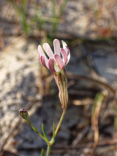 Silene portensis, photographed by Donald Davesne