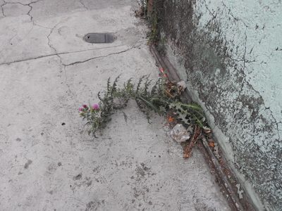 Cirsium rhaphilepis, photographed by Oscar Alejandro Morales Juárez