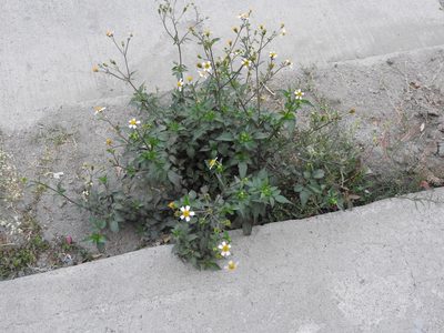 Bidens bipontina, photographed by Oscar Alejandro Morales Juárez