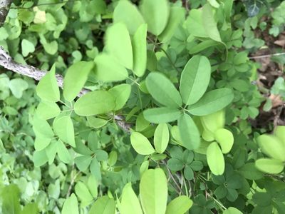 Akebia quinata, photographed by Andrew Conboy