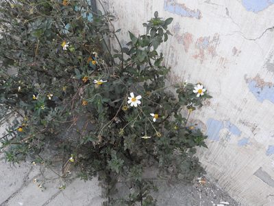 Bidens bipontina, photographed by Oscar Alejandro Morales Juárez