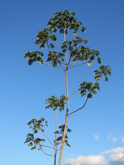 Cecropia concolor, photographed by Vincent A. Vos