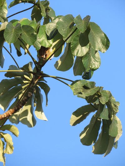 Cecropia concolor, photographed by Vincent A. Vos