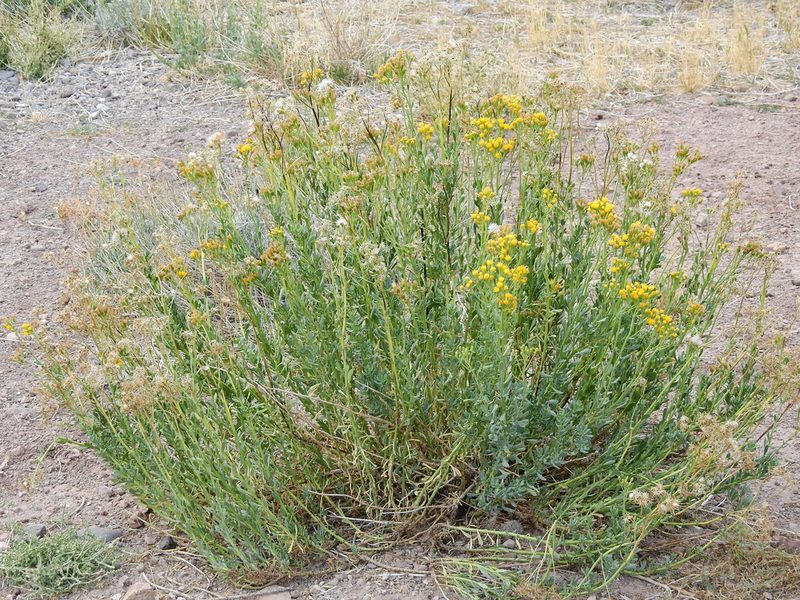 Senecio subumbellatus, photographed by Guillermo Debandi