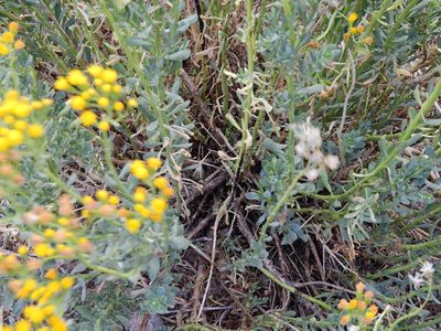 Senecio subumbellatus, photographed by Guillermo Debandi