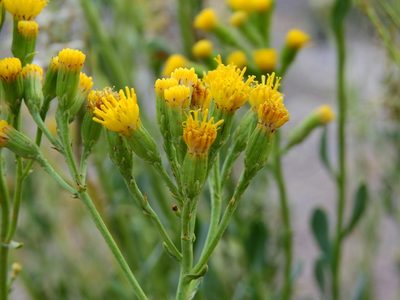Senecio subumbellatus, photographed by Guillermo Debandi