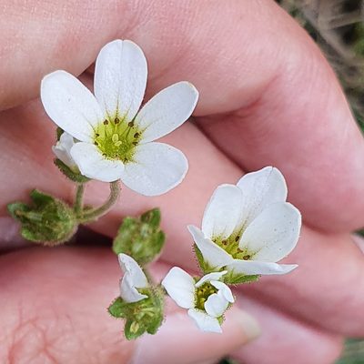 Saxifraga carpetana, photographed by Mehdi Chetibi