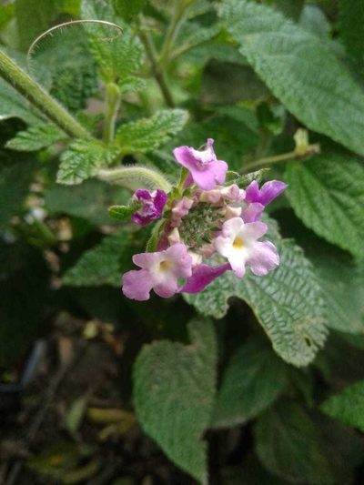 Lantana rugulosa, photographed by Alejandro Alfredo Aguirre