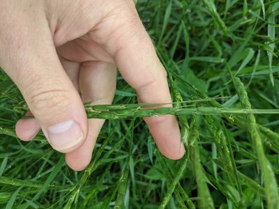 Aegilops cylindrica, photographed by Cleveland Powell