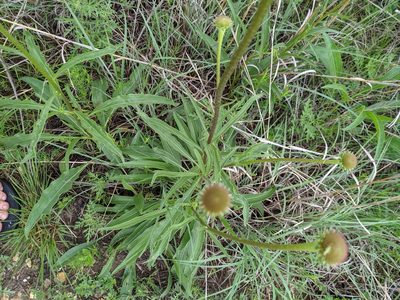 Echinacea atrorubens, photographed by Cleveland Powell