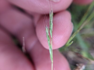 Sphenopholis interrupta, photographed by Cleveland Powell