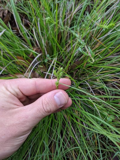 Carex planostachys, photographed by Cleveland Powell