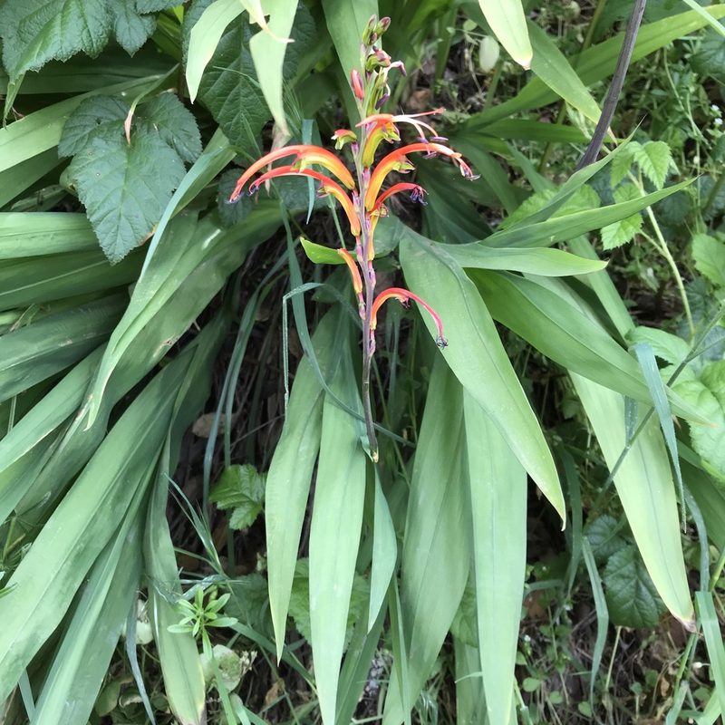 Chasmanthe bicolor, photographed by LJ Moore-McClelland