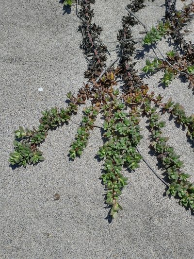 Pectis multiflosculosa, photographed by Juan Cruzado Cortés