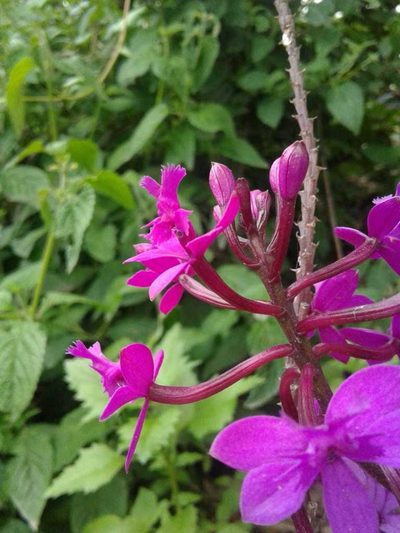 Epidendrum jamiesonis, photographed by Alejandro Alfredo Aguirre