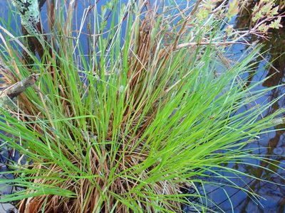 Carex stricta, photographed by Lynn Harper