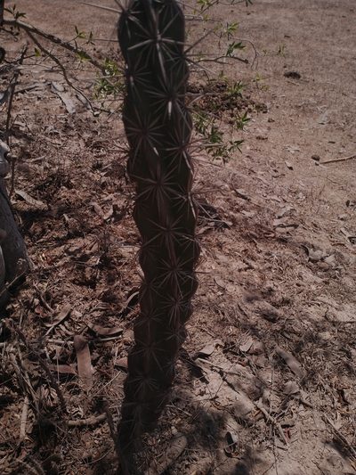 Stenocereus alamosensis, photographed by Juan Cruzado Cortés