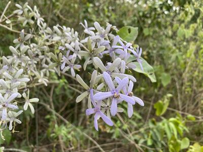 Petrea volubilis, photographed by Claudio Cantú Muñiz