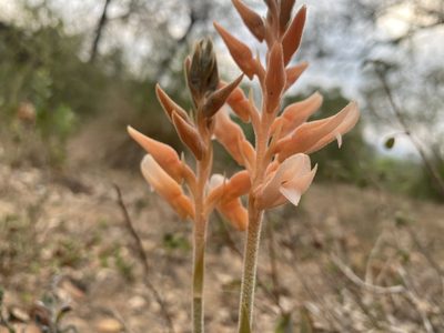 Sacoila lanceolata, photographed by Claudio Cantú Muñiz
